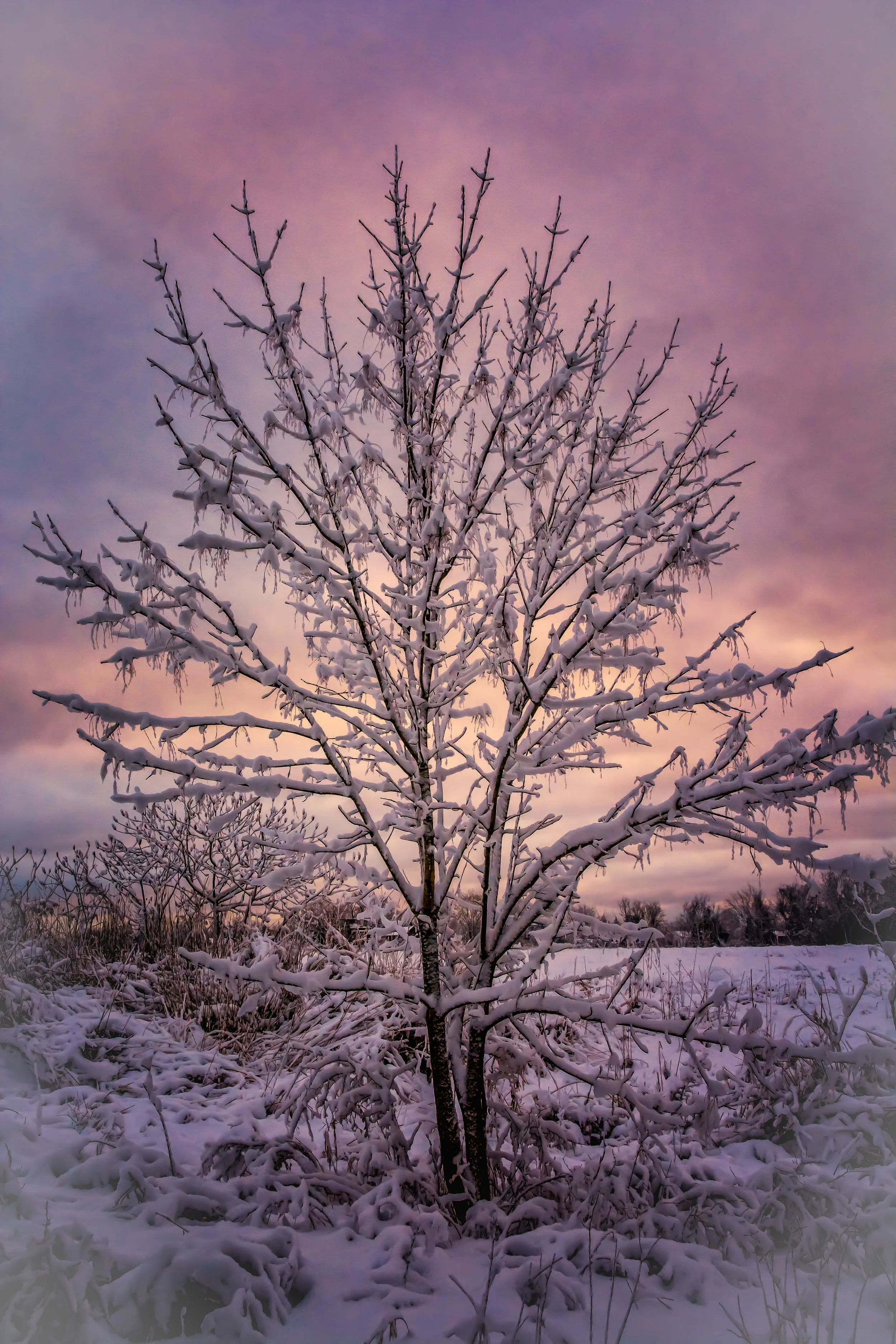 Winter's Dawn