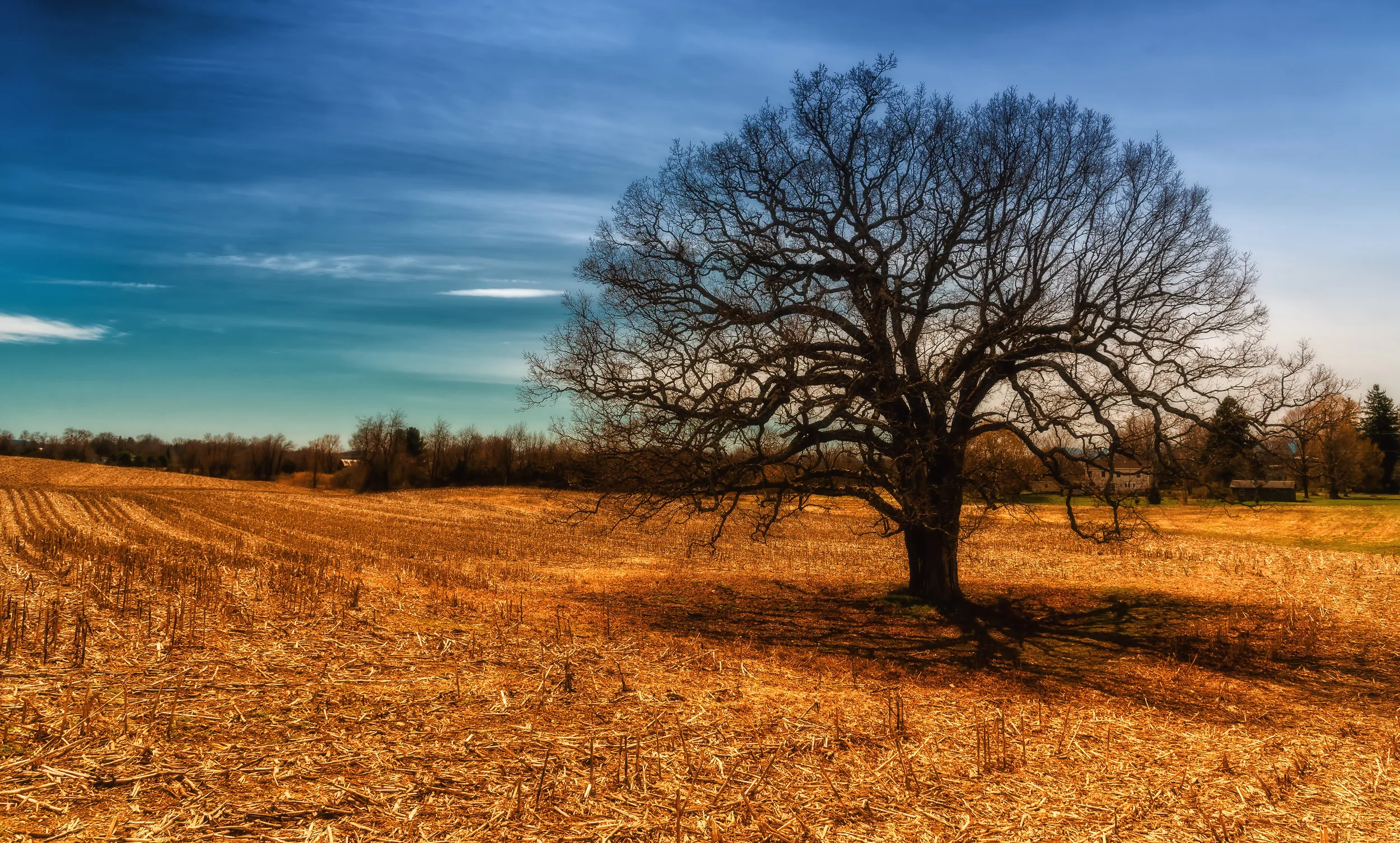 Be Like A Tree - Nikon D750 - See the poem, Be Like a Tree, in the Poetry Section.