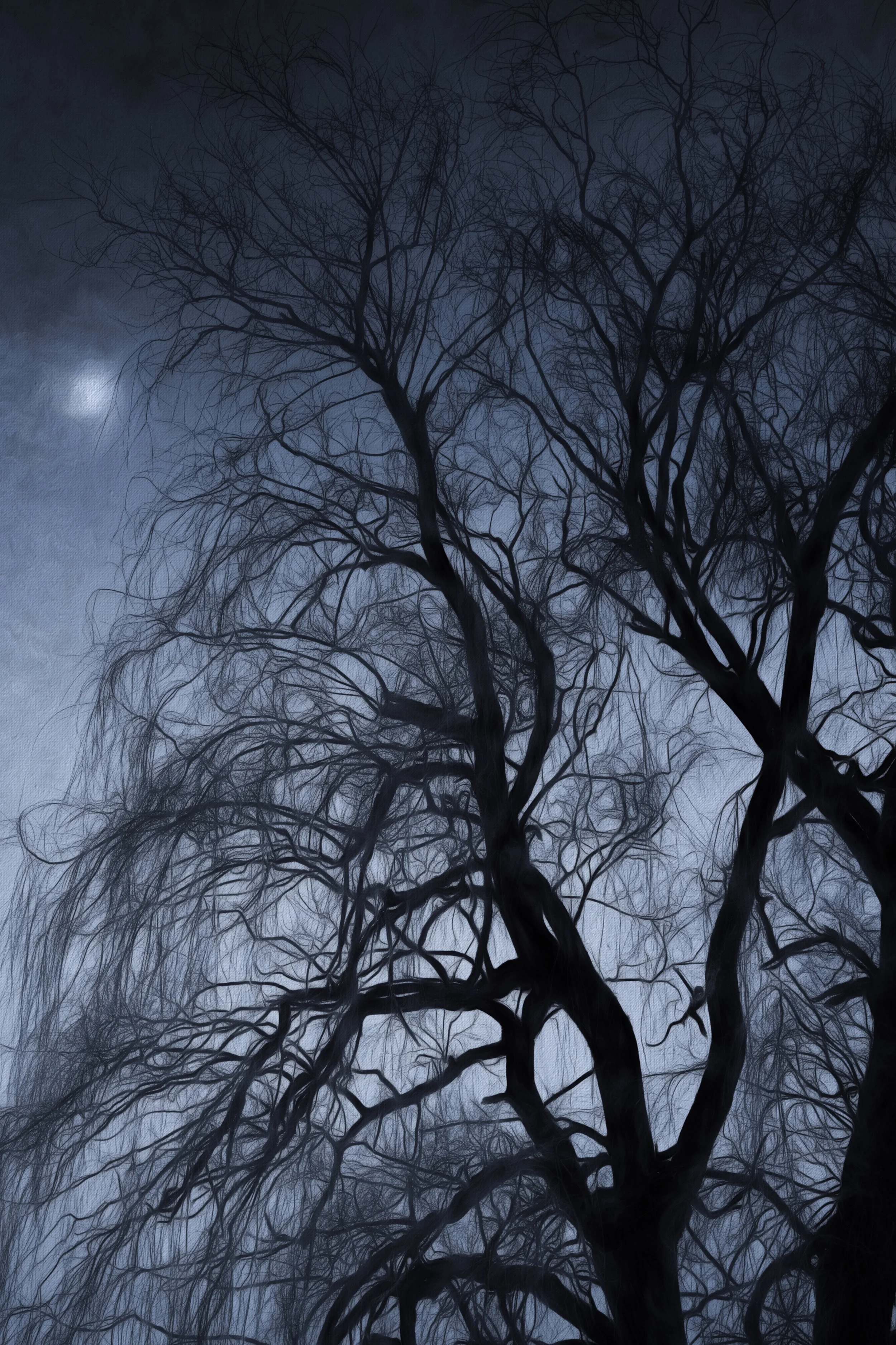 Moon Glow - Nikon D7100 - 1/640 @f/10, ISO200, 42mm - I wanted an eerie moonlight shot with an old craggy tree silhouetted against a blue black sky. I settled for a Willow shot in the middle of the day and processed in Topaz Texture 2. Do you see a monkey hanging from a branch? Check out my poem of the same title in the Poetry Blog.
