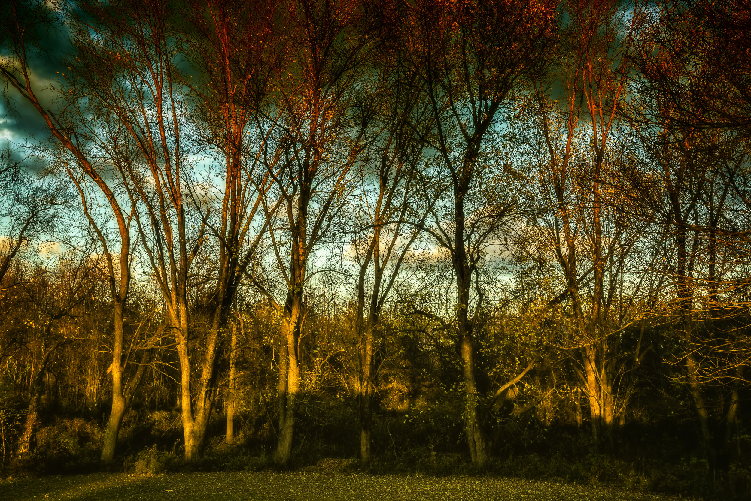 Light in the Trees - Nikon D750, 1/60 @ f/11, ISO400, 40mm. See my poem of the same title in the Poetry Section.
