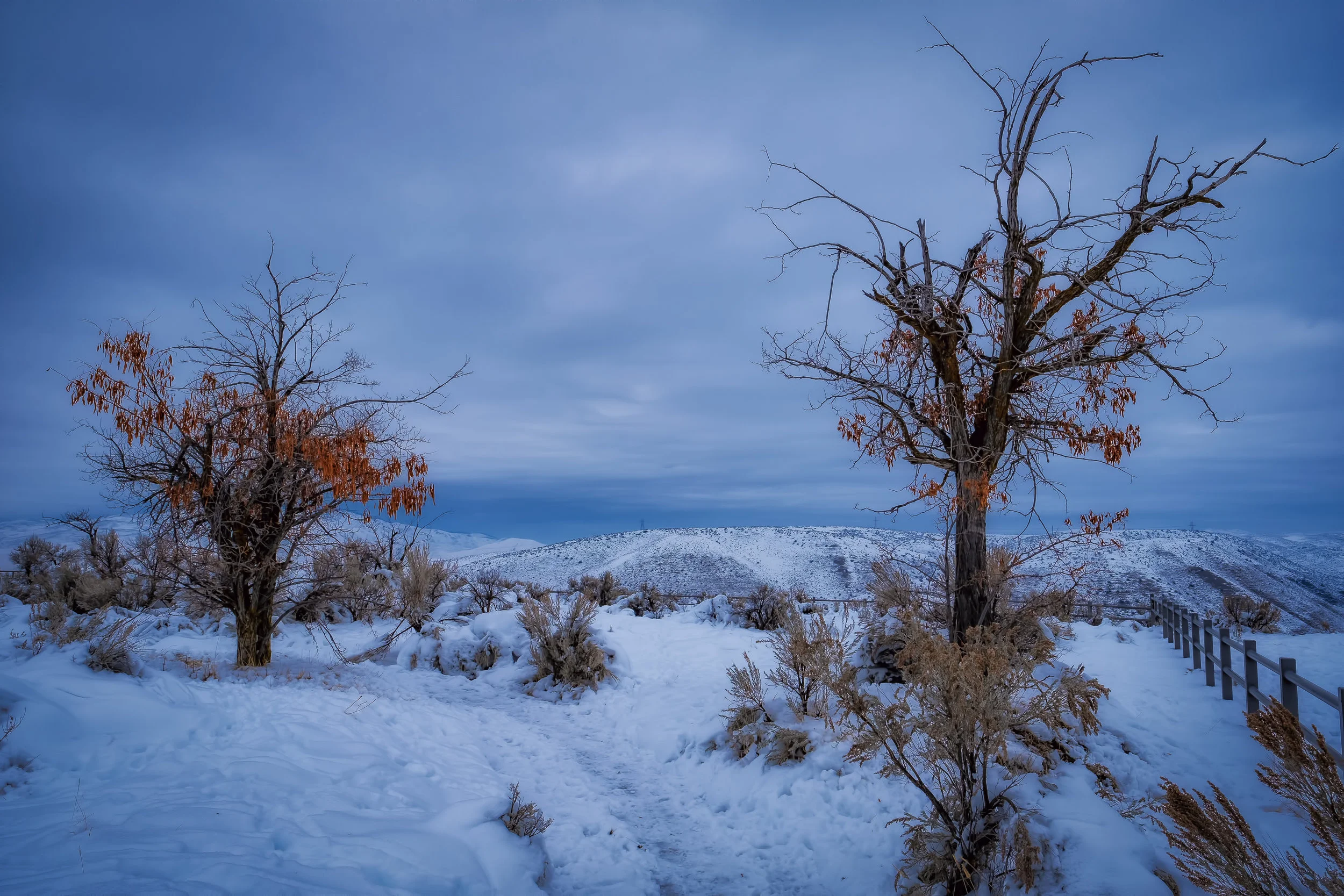 Two Trees in Winter - Fujifilm X-T3, 1/320 @ f/11, ISO160, 16mm. This shot was taken from a point overlooking the Treasure Valley, the location of Boise, Idaho.