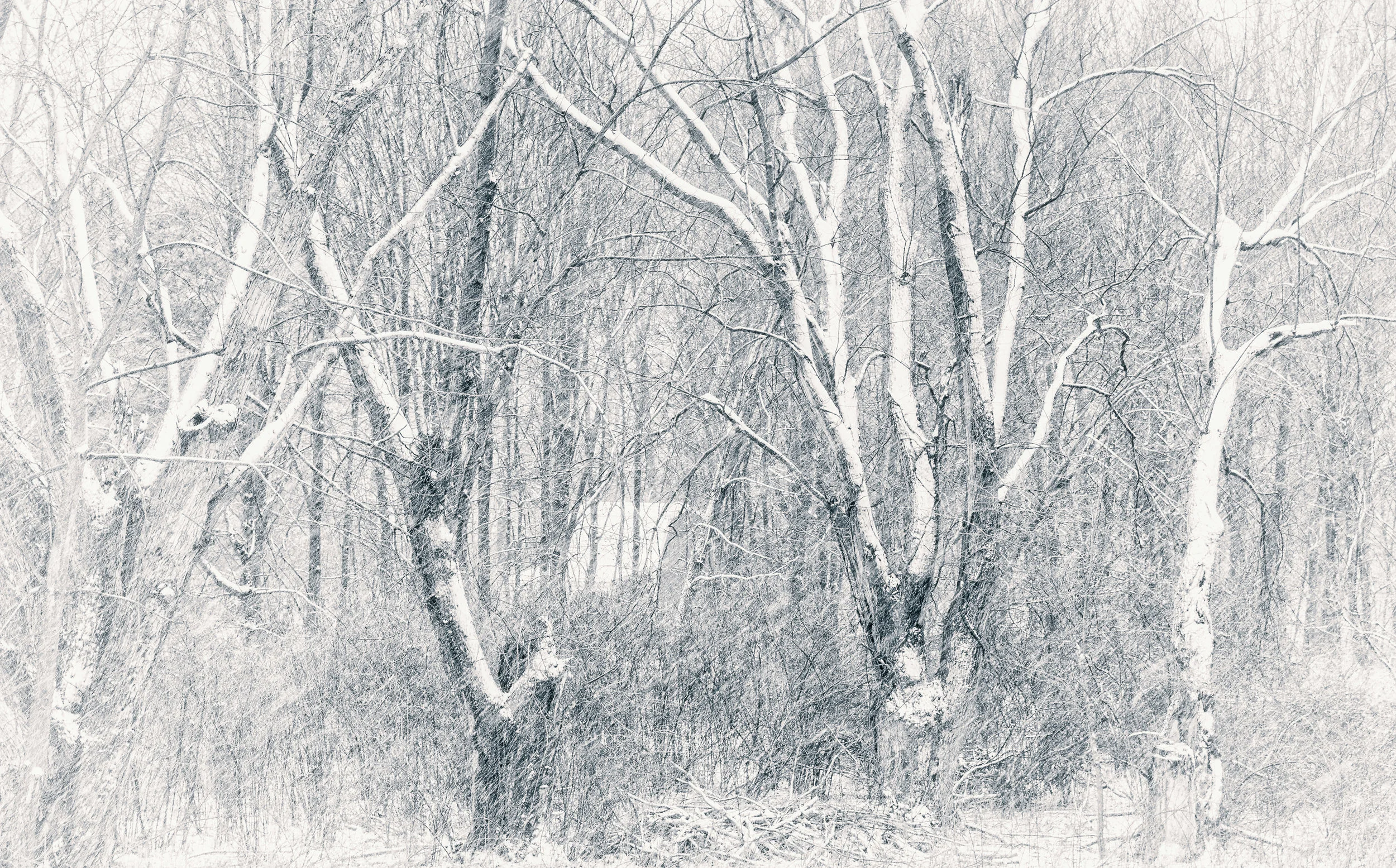 Snow in the Trees
