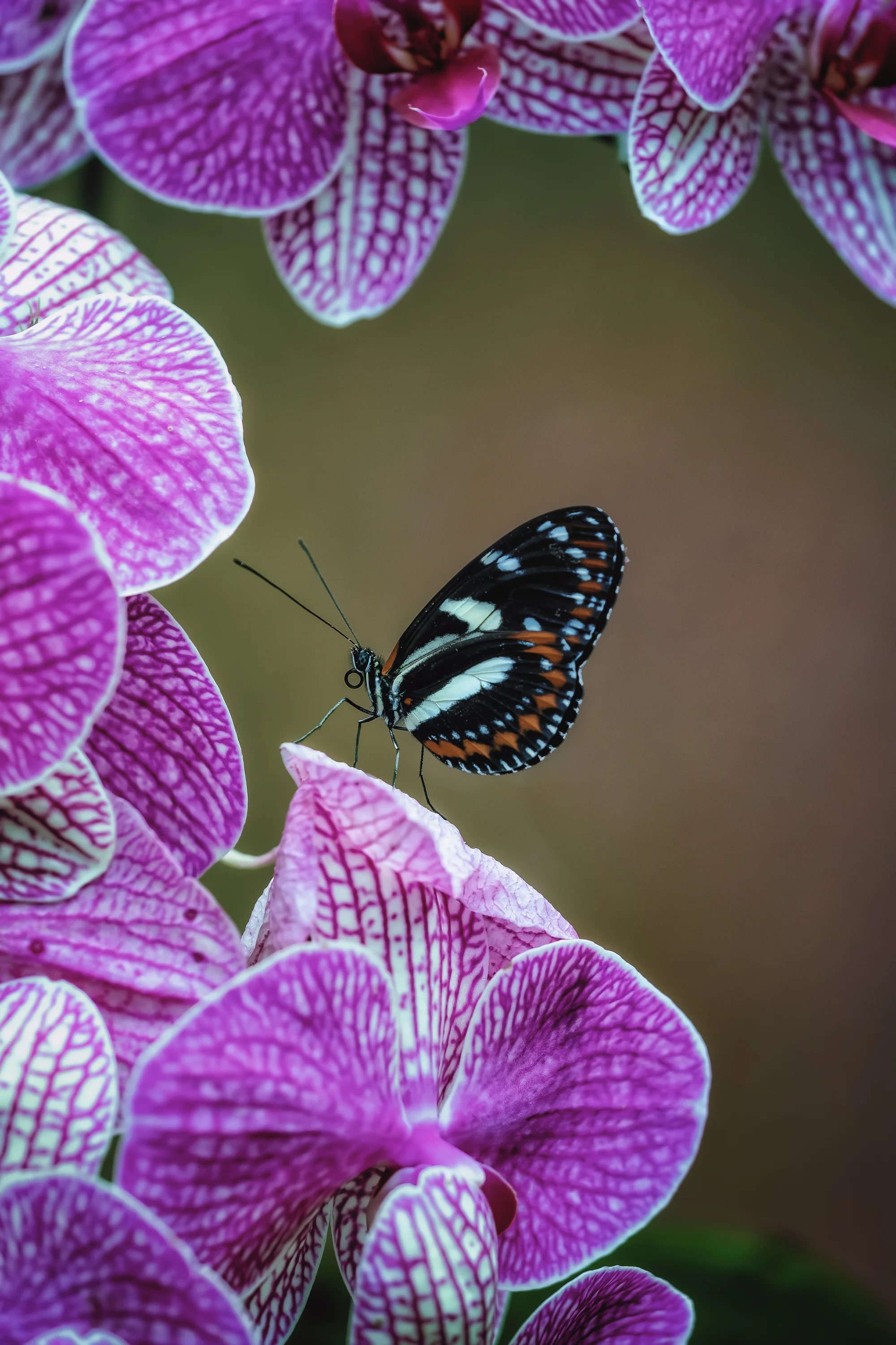 Butterfly with Orchids