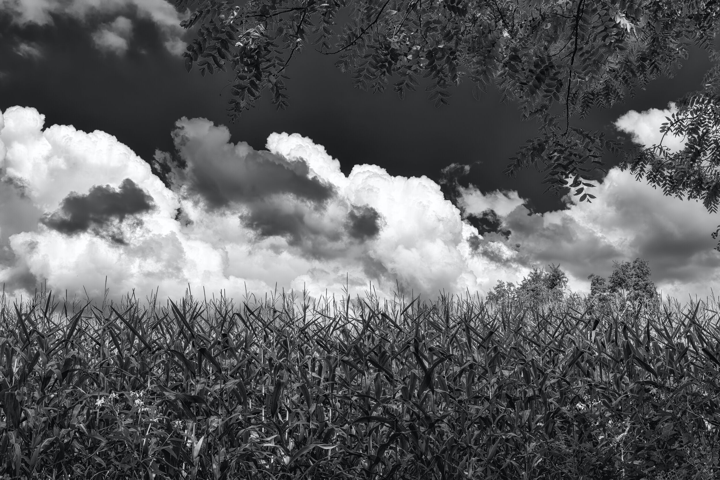 Clouds in the Corn