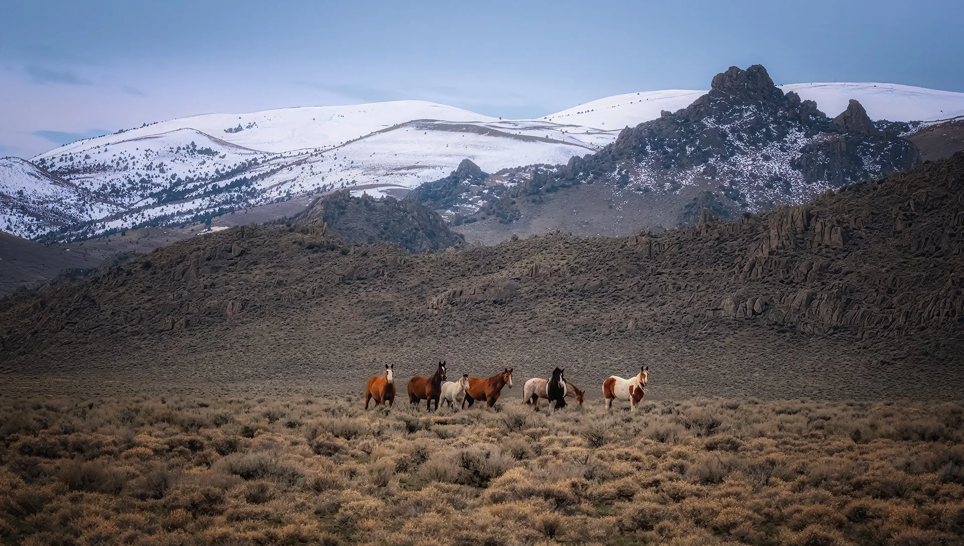 Wild Horses of the Owyhees