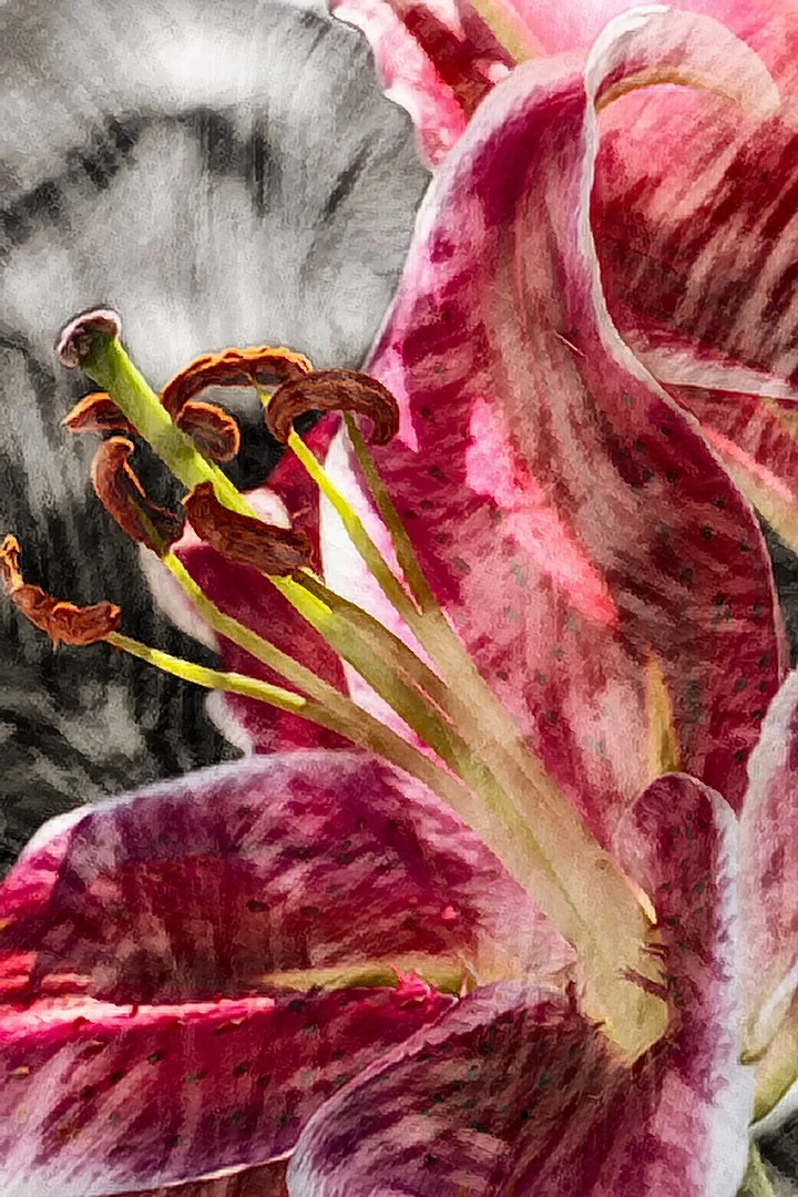 Asiatic Lily