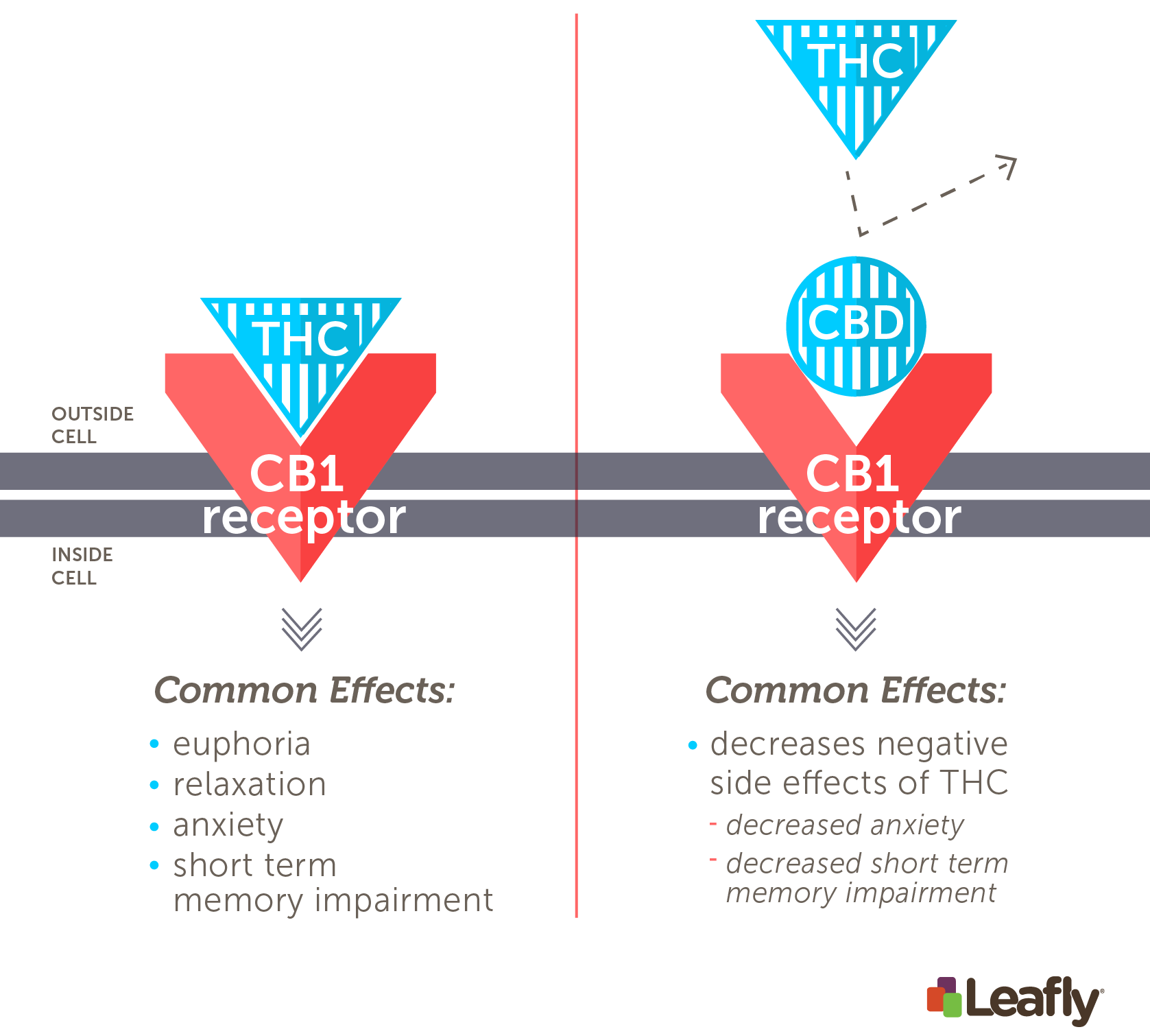 Image via Leafly