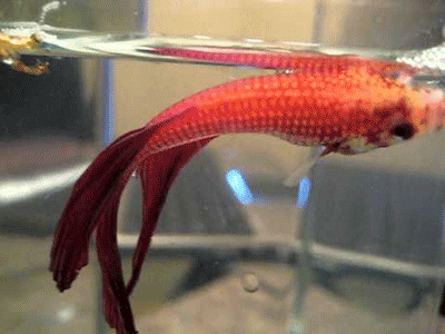 sick-betta-fish.png