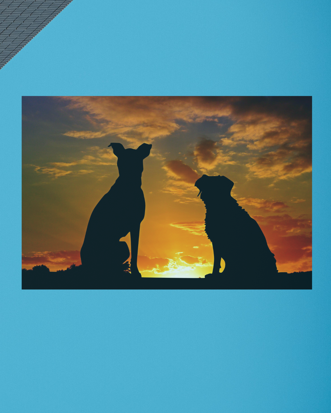 When Goodbye Comes Too Soon: Coping with the Loss of a Pet
