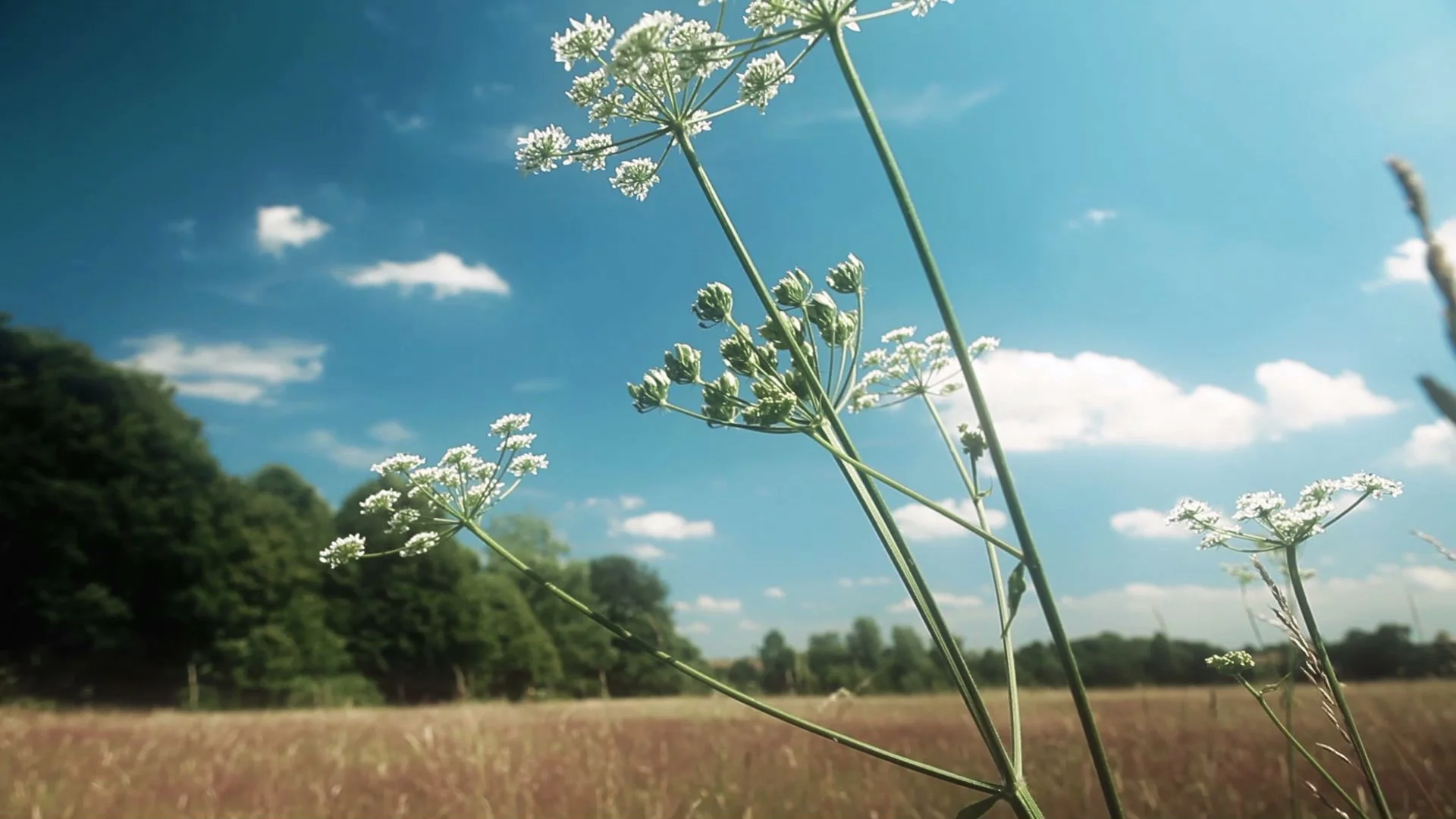 Hawstead: A Special Place to Live