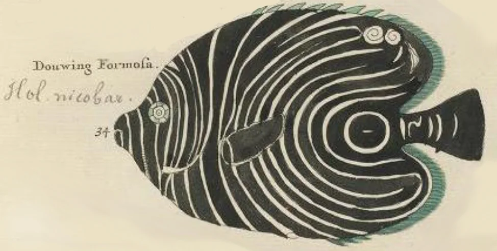 FISH.jpg