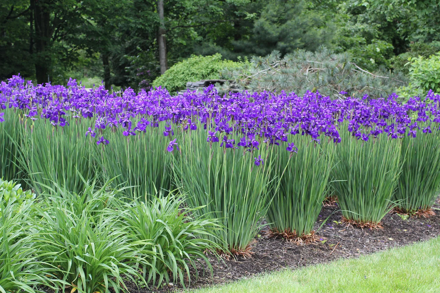 Iris-Ceasar's-Brother.jpg