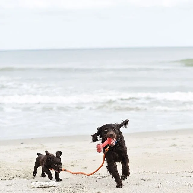 It's pretty obvious if you've followed us for awhile, we love our boykins!  What's your favorite dog breed?⠀⠀⠀⠀⠀⠀⠀⠀⠀
⠀⠀⠀⠀⠀⠀⠀⠀⠀
•⠀⠀⠀⠀⠀⠀⠀⠀⠀
•⠀⠀⠀⠀⠀⠀⠀⠀⠀
•⠀⠀⠀⠀⠀⠀⠀⠀⠀
•⠀⠀⠀⠀⠀⠀⠀⠀⠀
•⠀⠀⠀⠀⠀⠀⠀⠀⠀
#debordieu #pawleysisland #beachhomesforsale #grandstrandliving #creekliving #debordieurealestate #therealmyrtlebeach #grandstrandguide #coastalsouthcarolina #coastalliving #beachliving #beachlife #sellingthestrand #charleston #murrellsinlet #myrtlebeachrealtor #peacesir #sothebys #sothebysrealty #luxurylifestyle #mattryan #luxuryproperty⠀⠀⠀⠀⠀⠀⠀⠀⠀
#lowcountry #lowcountryliving #lowcountrylife #grandstrandrealtor #southernliving #exploremyrtlebeach #southerncharm