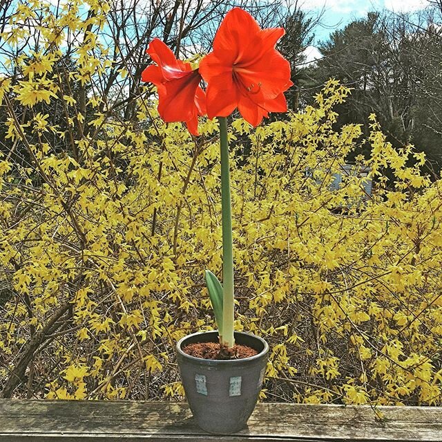 Behold the amaryllis

#amaryllisflower
#springflowers
#bulbsofinstagram