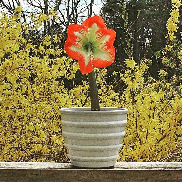 More amaryllis.  Smaller but still mighty.  Anticipating the bloom is so exciting and a favorite of mine to witness.  Taking a quick photo before sending this custom planter to my client. 
#amaryllisflower 
#springflowers
#bulbsofinstagram