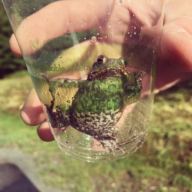 A little friend joined us for last day of rehearsal @brockholelakedistrict. #TheLostWords #ToldInGold #CommonToad