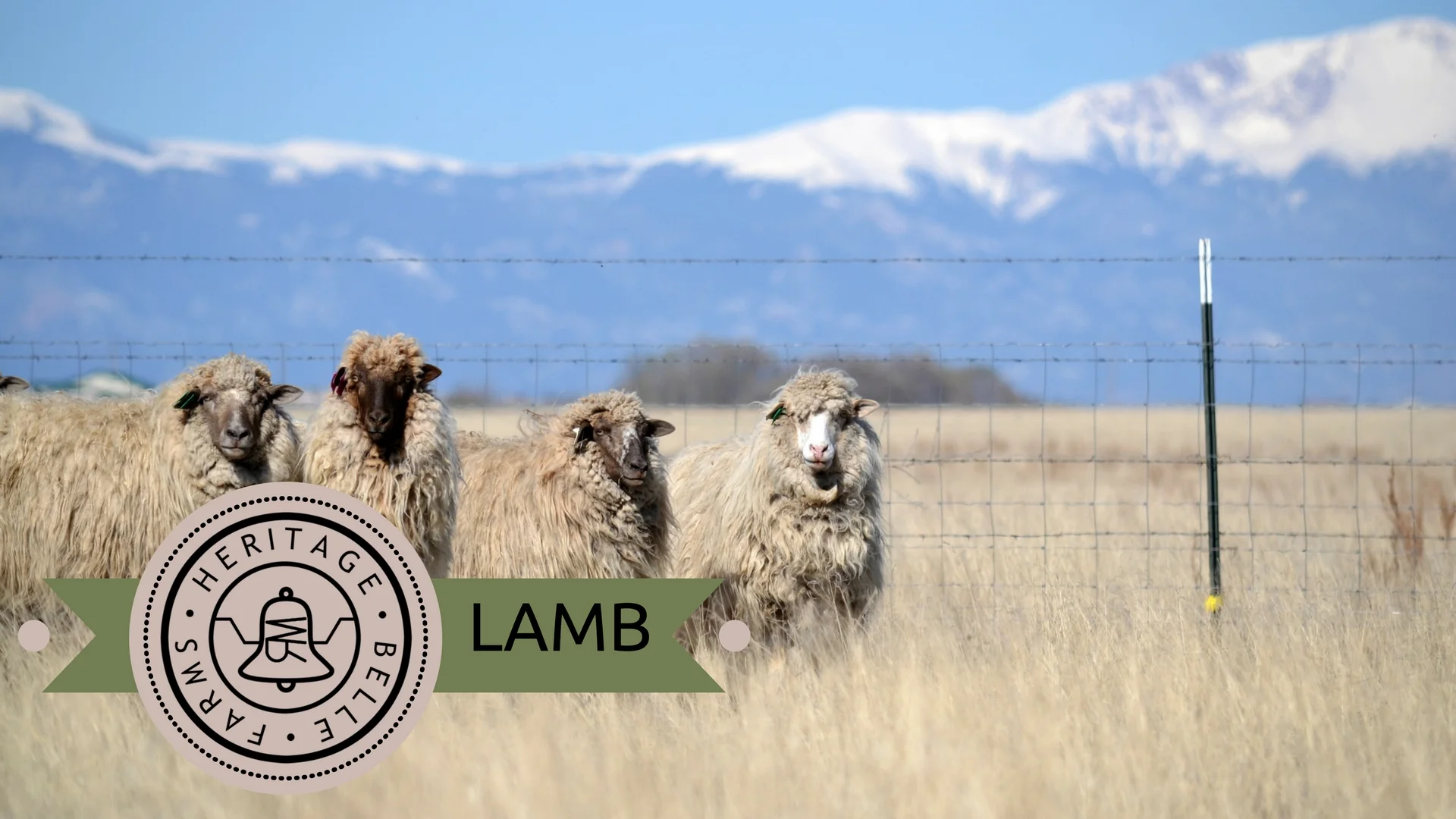 HBF Web lamb.jpg