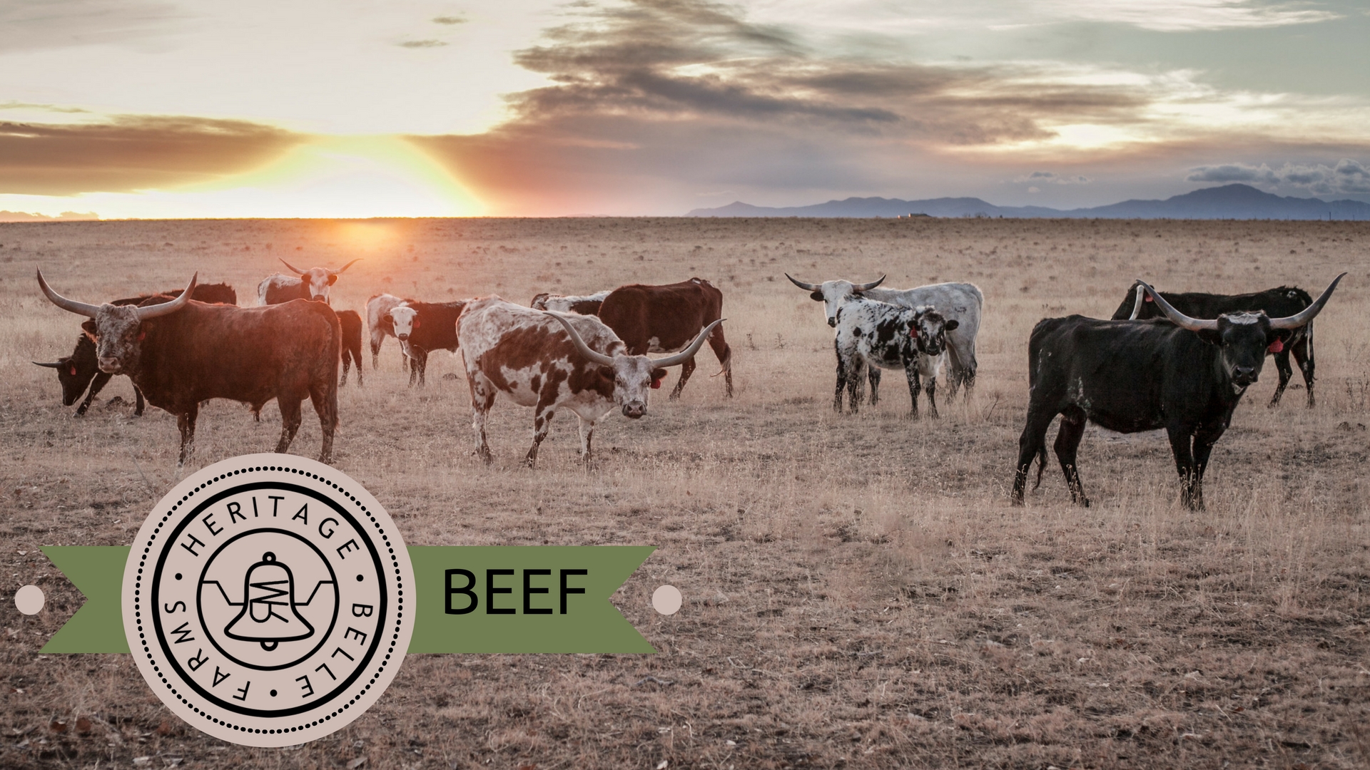 HBF Web beef.jpg