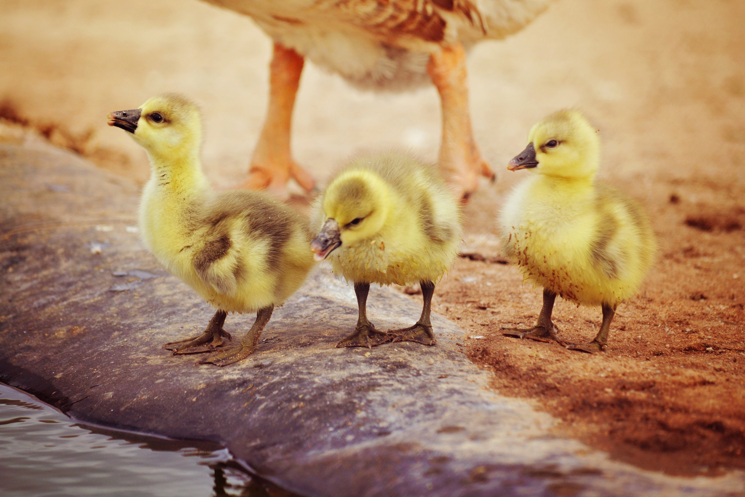 goslings 115.jpg