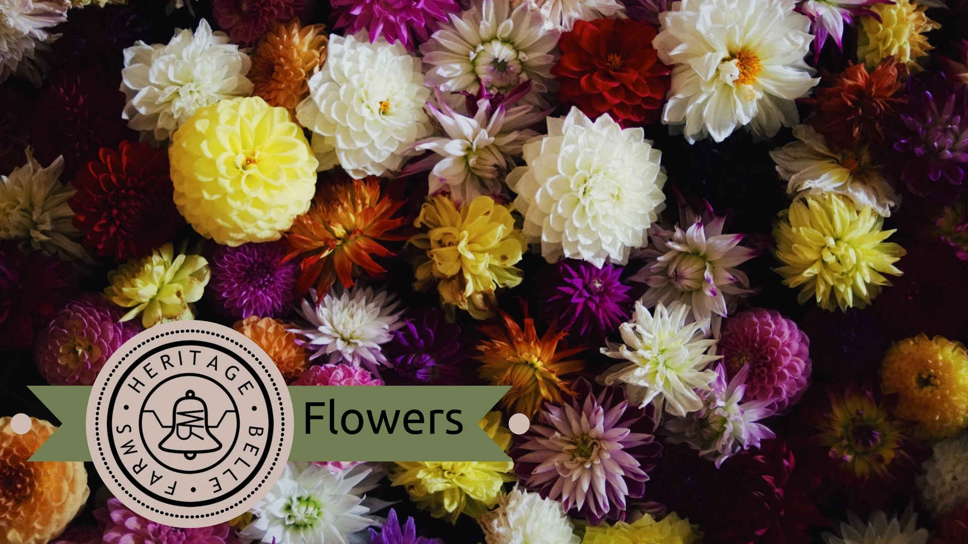 HBF Web dahlia.jpg