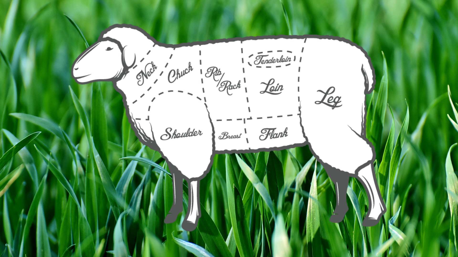 grass sheep butcher chart.jpg