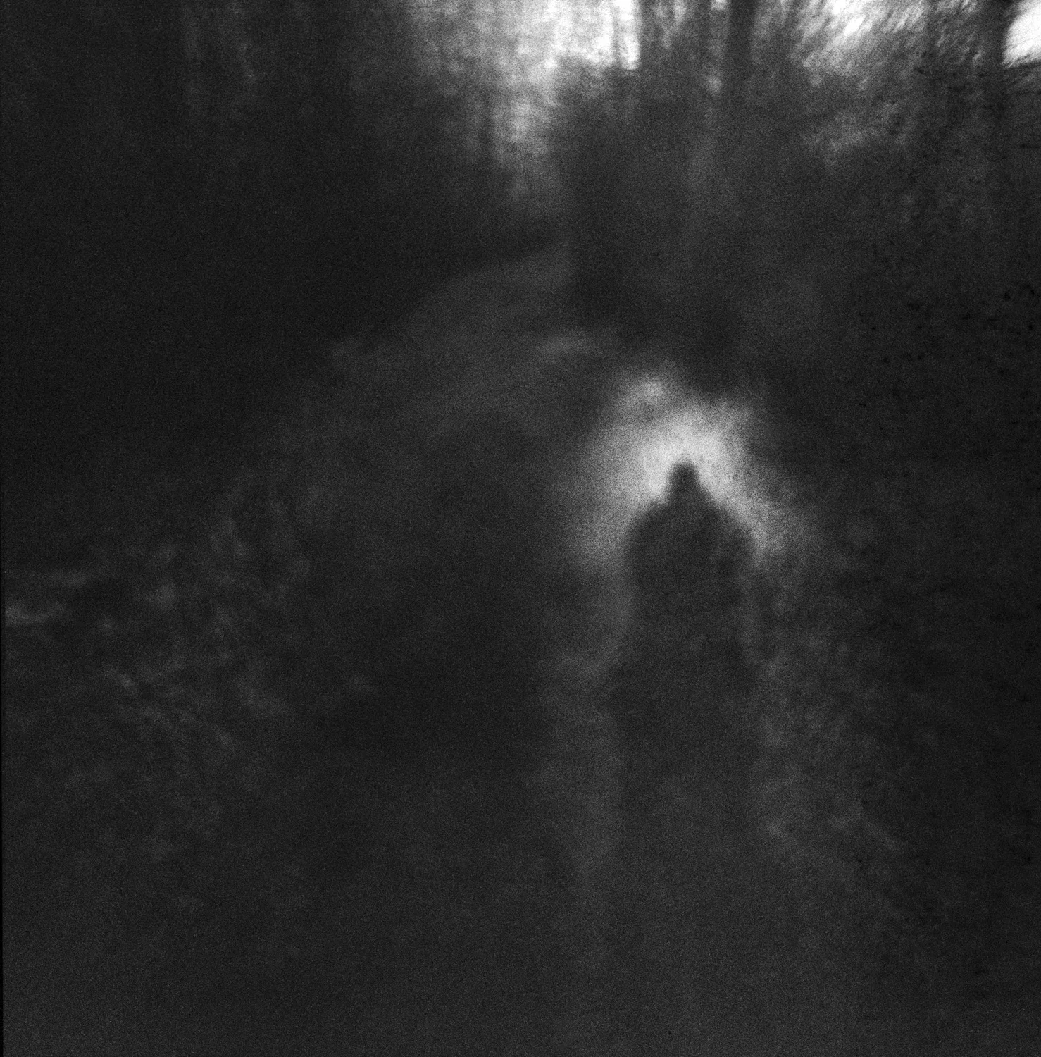 Dark Forest-KKprint.jpg