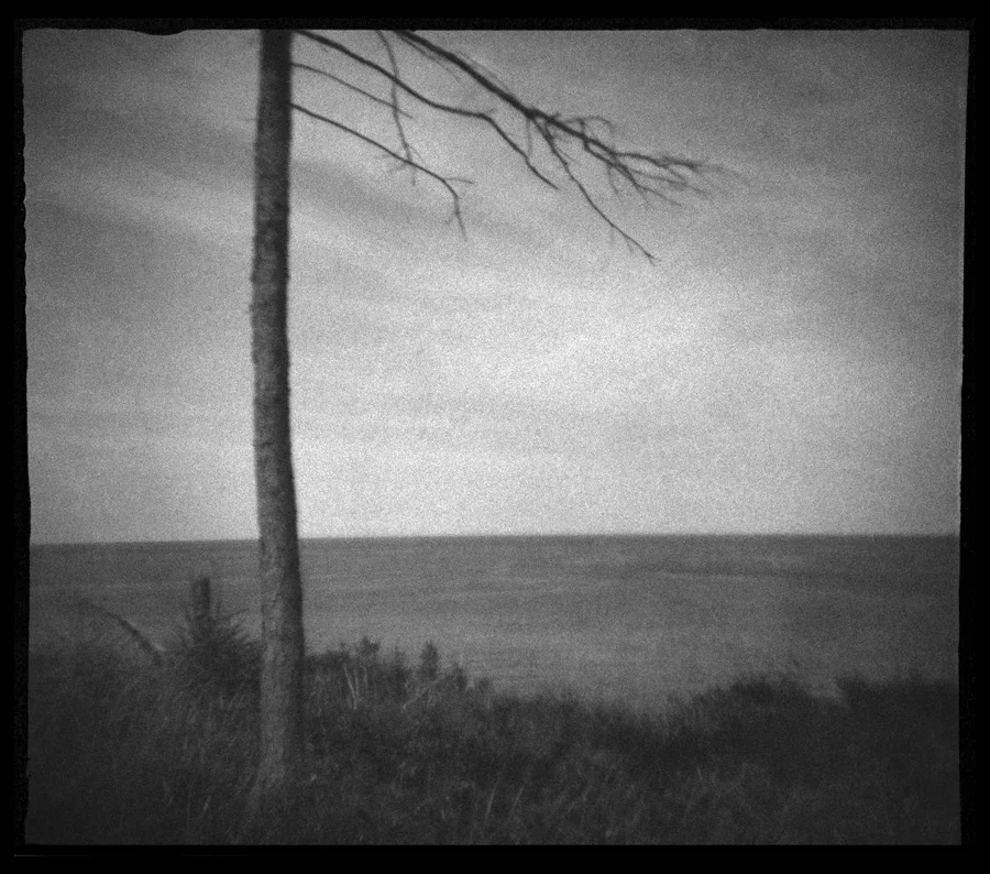 Malpeque Ridge Trees #12