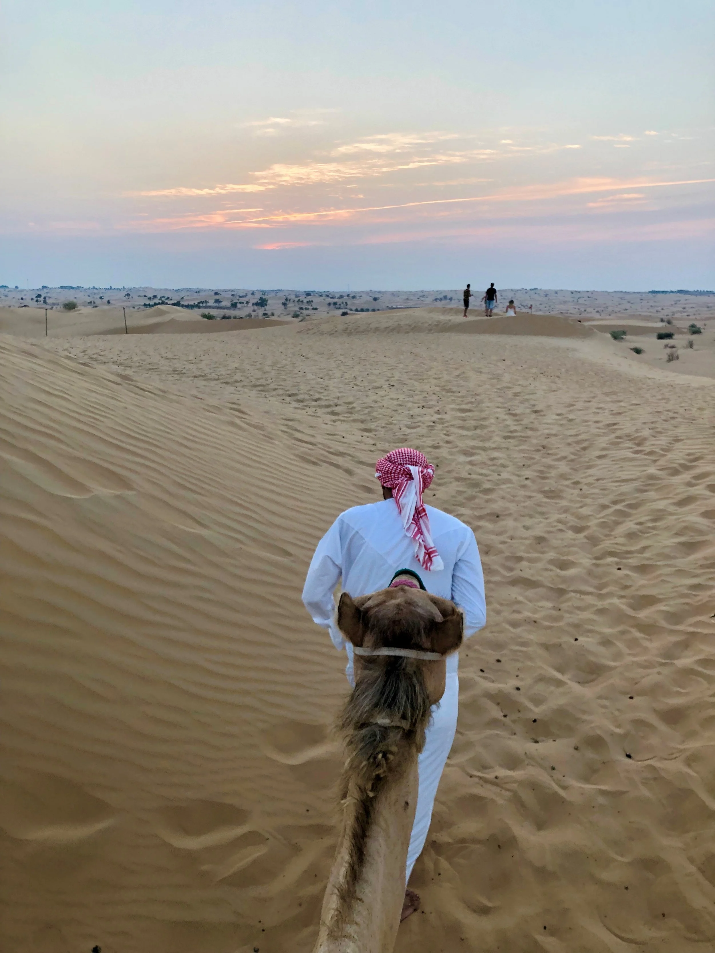 sunset camel.jpg