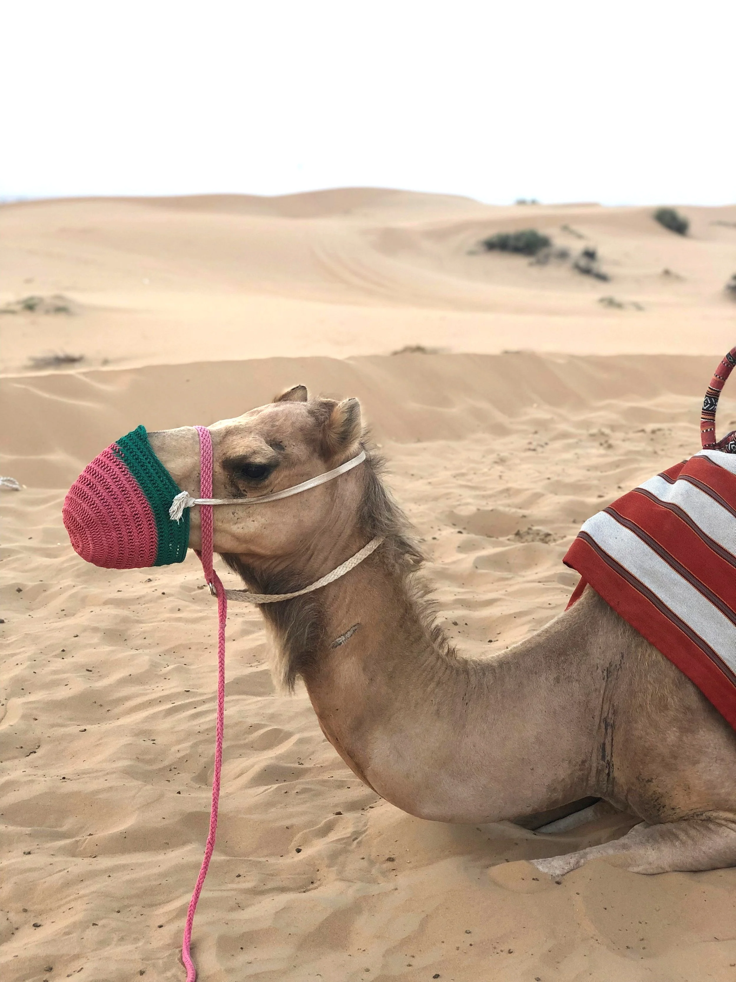 camel.jpg