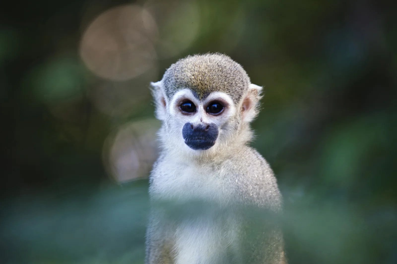 macaco.jpg