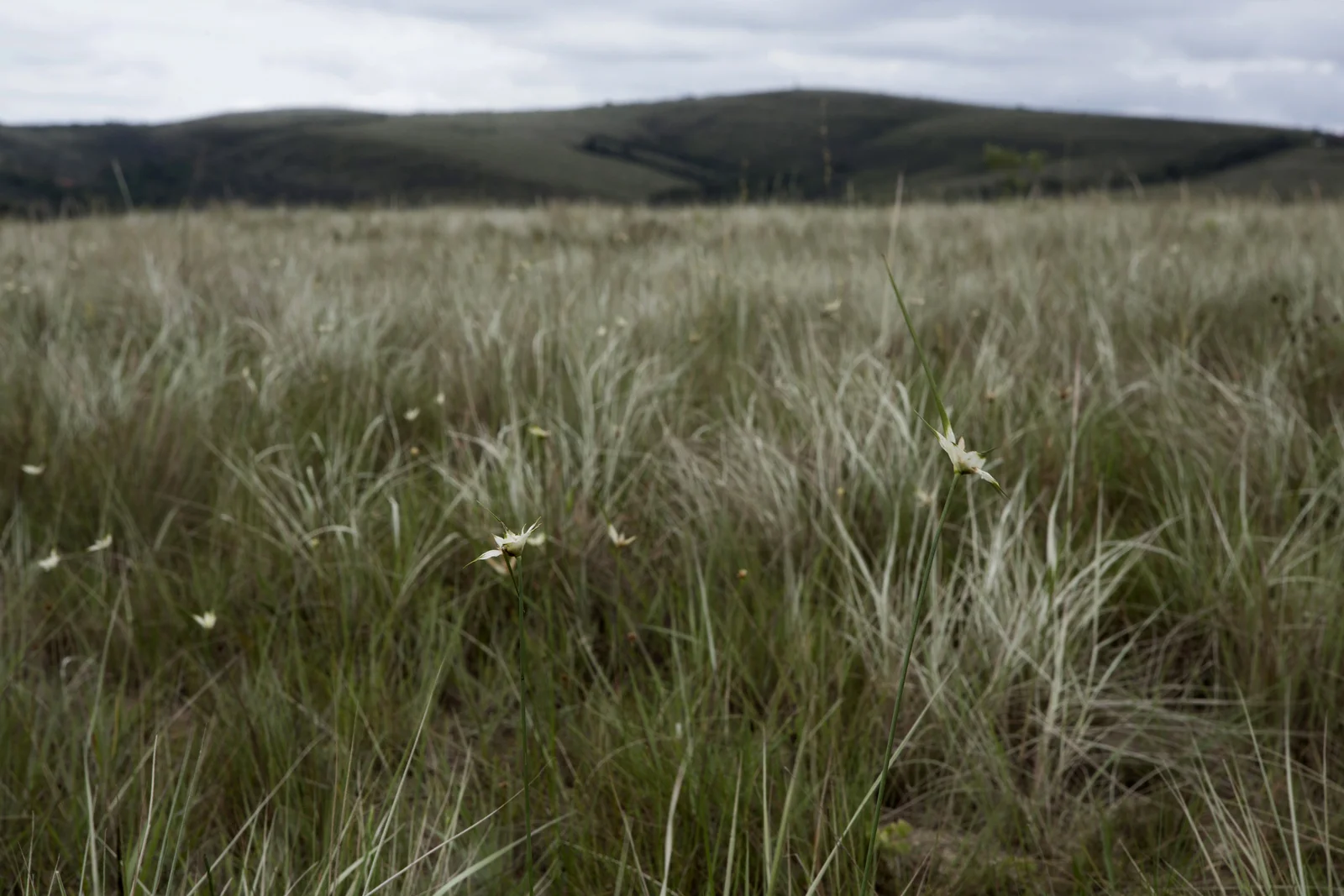 7 EstradaReal_Carrancas093.JPG