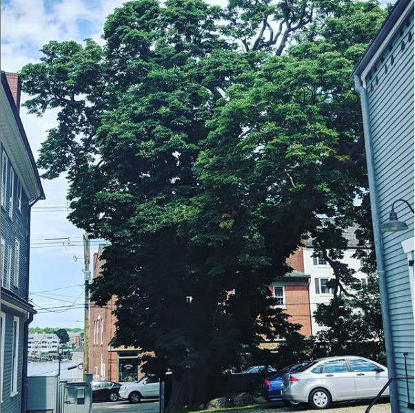 Prince Whipple Plants A Liberty Tree