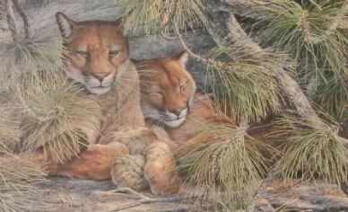 The First North American to be Killed by a Puma?