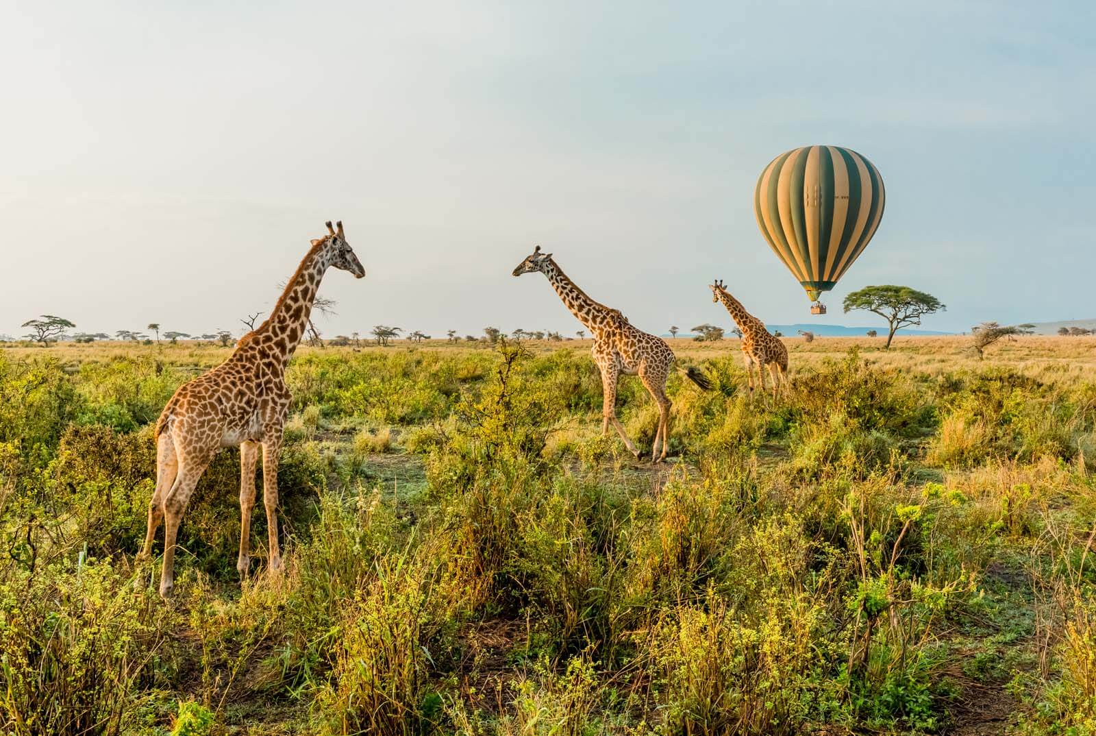 tanzania-safari-tours-2.jpg