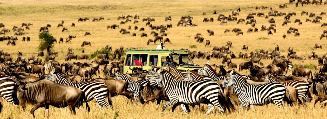 Safari.jpg