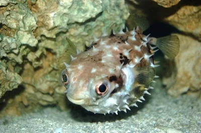 Ttx Fish What is tetrodotoxin? — Brain Stuff