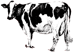cow.gif