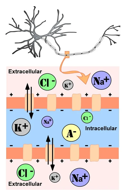How does chloride shunting work in neurons? — Brain Stuff