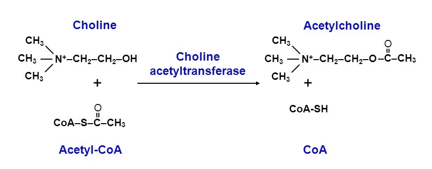 What Is The Synthetic Pathway For Acetylcholine Brain Stuff