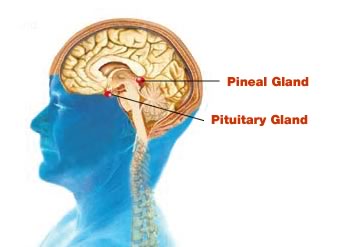 pituitary+pineal+gland+neurohormone