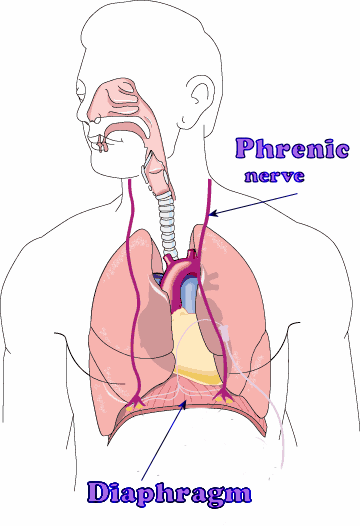 What is the structure and function of the phrenic nerve? — Brain Stuff