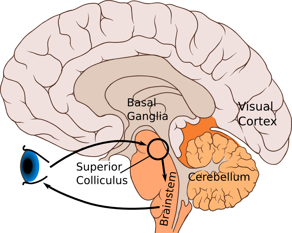 Inferior Colliculus