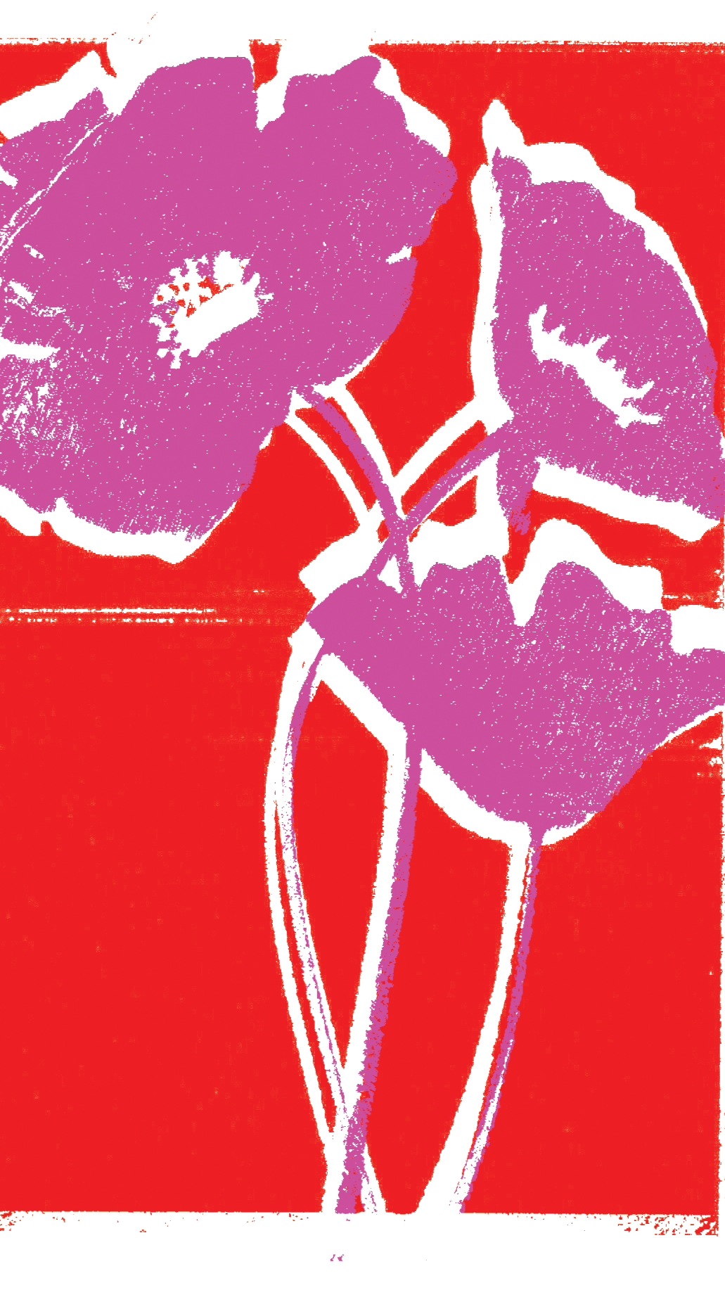 poppies scan clip.png