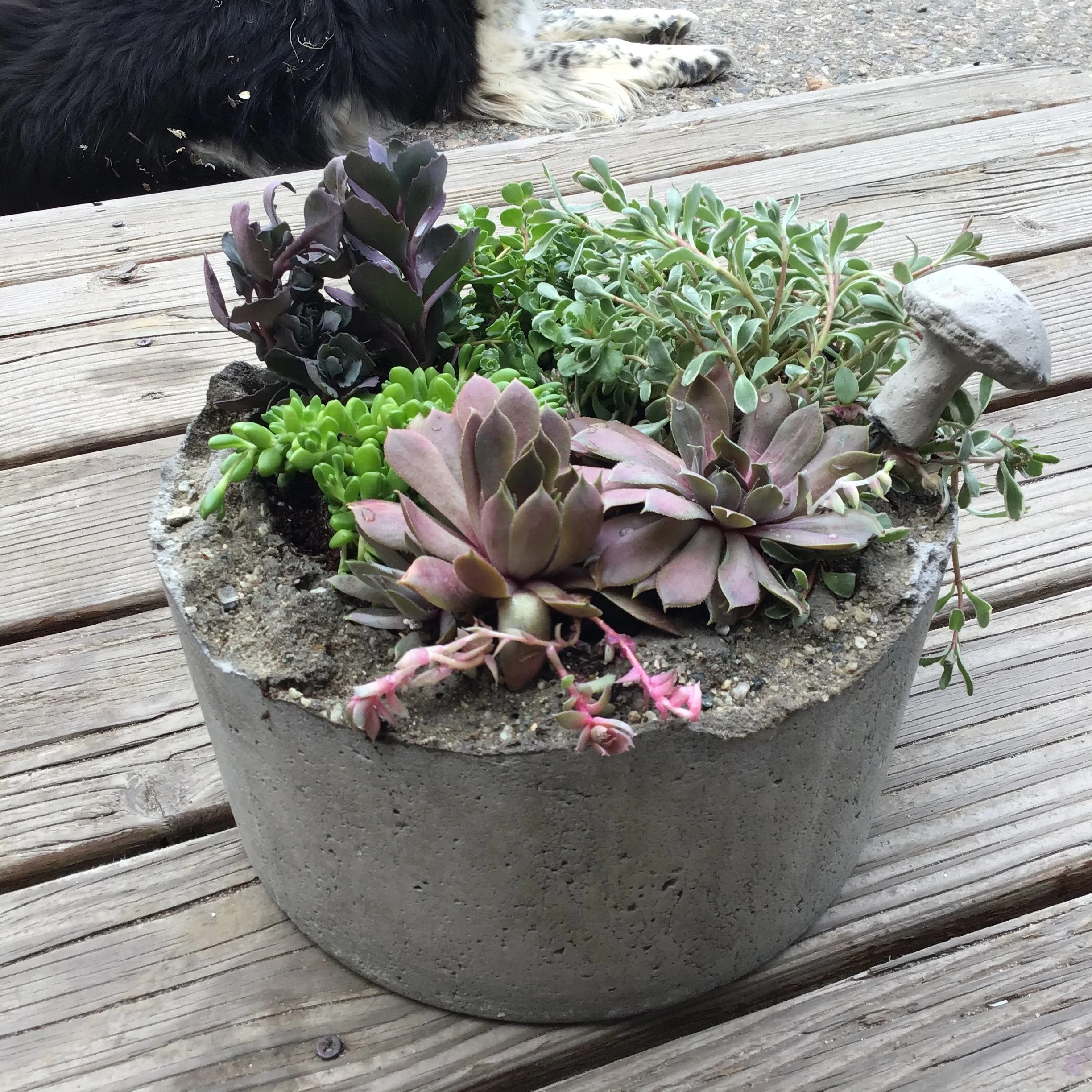 Concrete Pot Workshop August 10th
