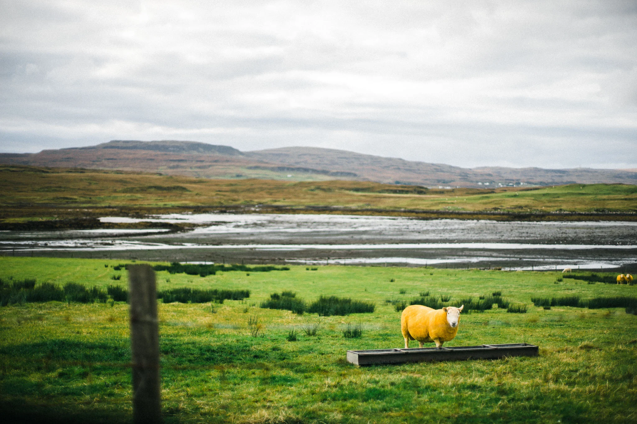 Best of Scotland 2017098.jpg