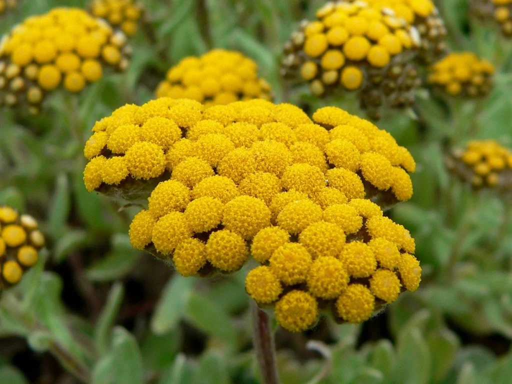 Helichrysum_1600x1200_1024x1024.jpg