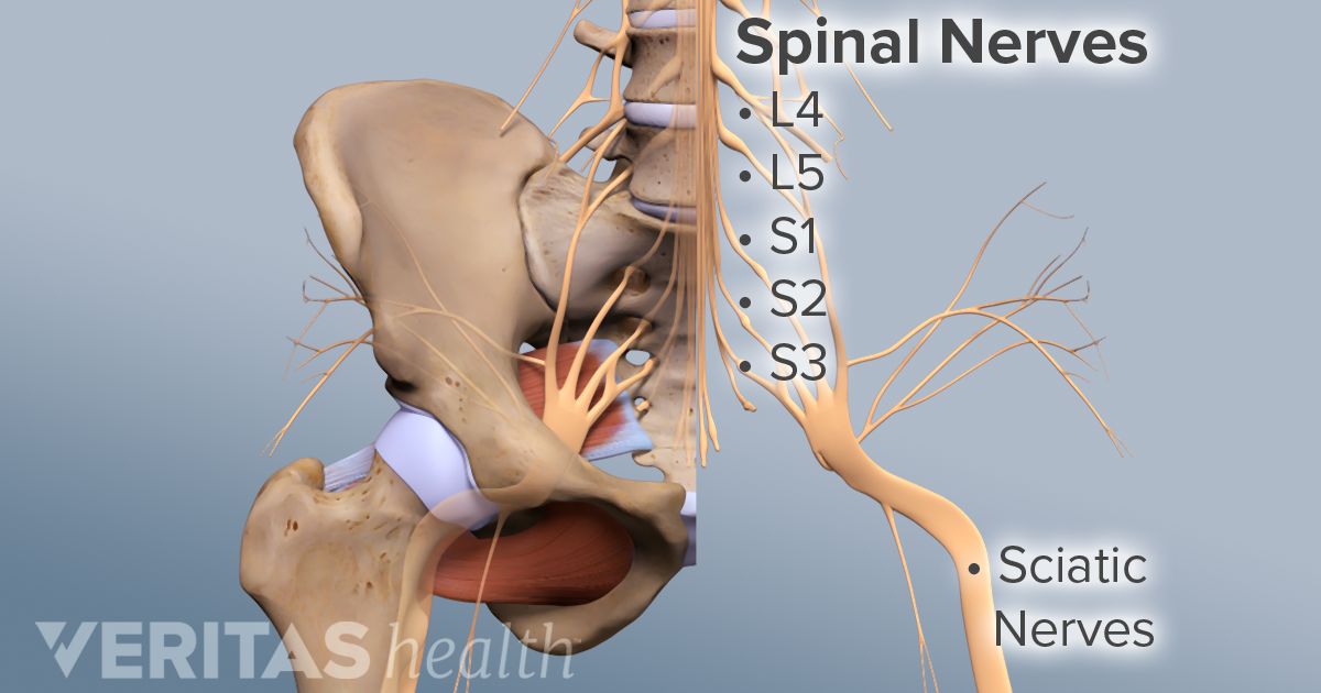 Sciatic nerve formation