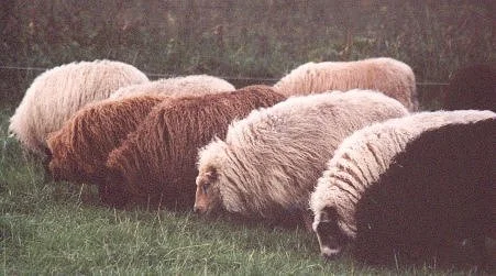 mixed-color-flock.jpg