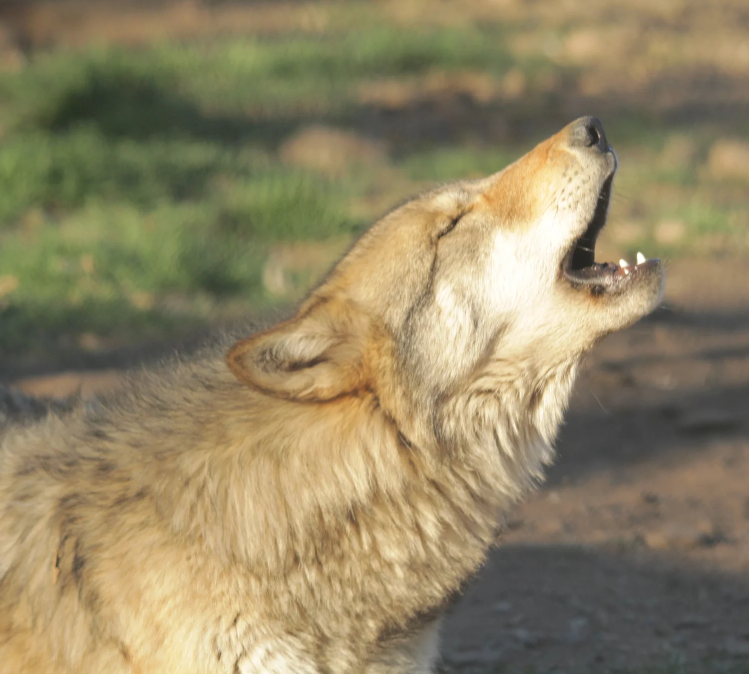 WolfHowlingWM.jpg