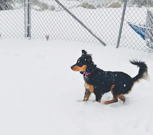 DoginSnow.jpg